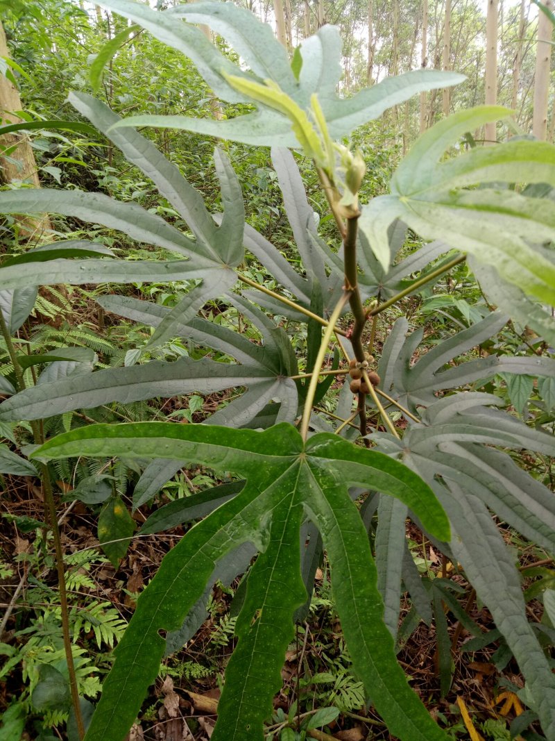 五指毛桃