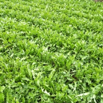 蒲公英茶，东北长白山蒲公英炒制优等
