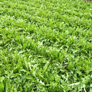蒲公英茶，东北长白山蒲公英炒制优等