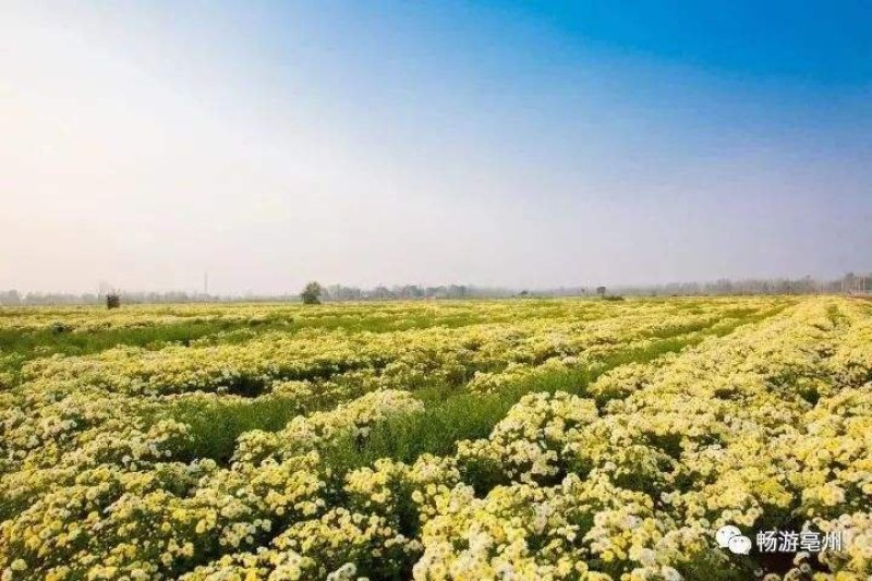 菊花苗