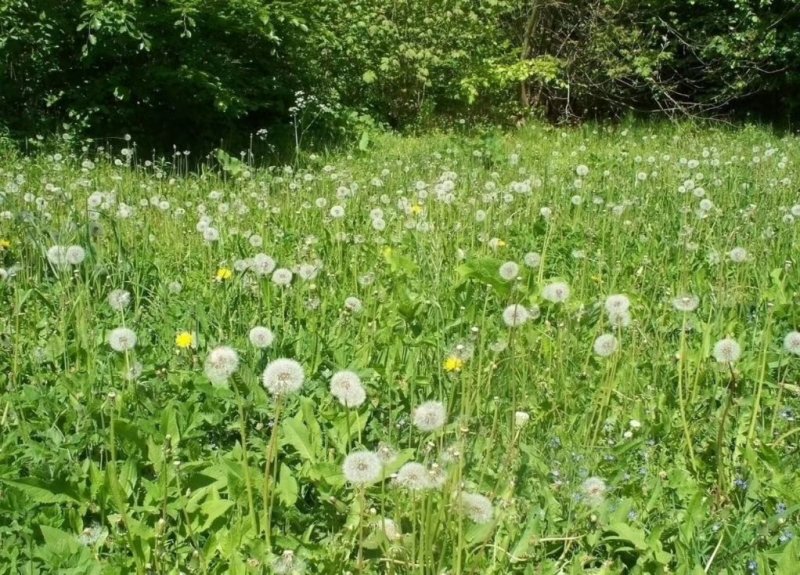 菊花苗