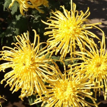 菊花苗