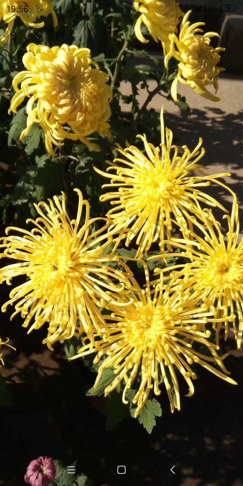 菊花苗
