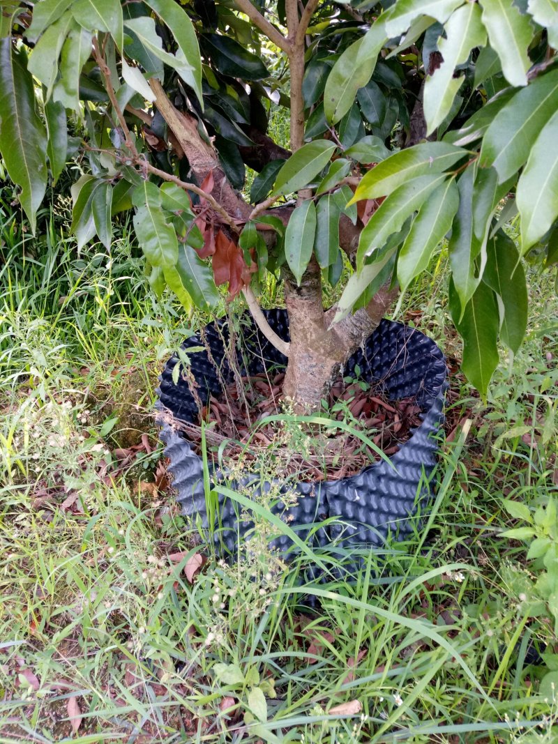 荔枝苗三月红大树苗