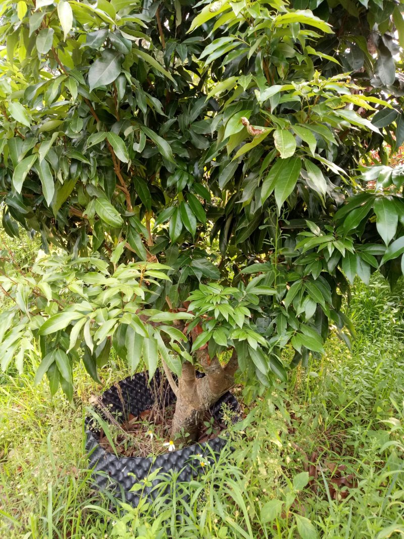 荔枝苗三月红大树苗