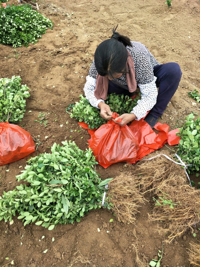 基地直销30公分直立卫矛价格爬行卫矛批发