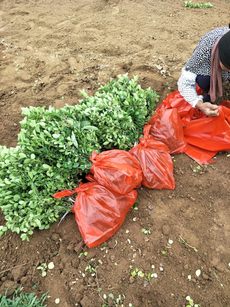 基地直销30公分直立卫矛价格爬行卫矛批发