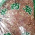 花生衣无硫无染色天然原色红皮升血小板一公斤起
