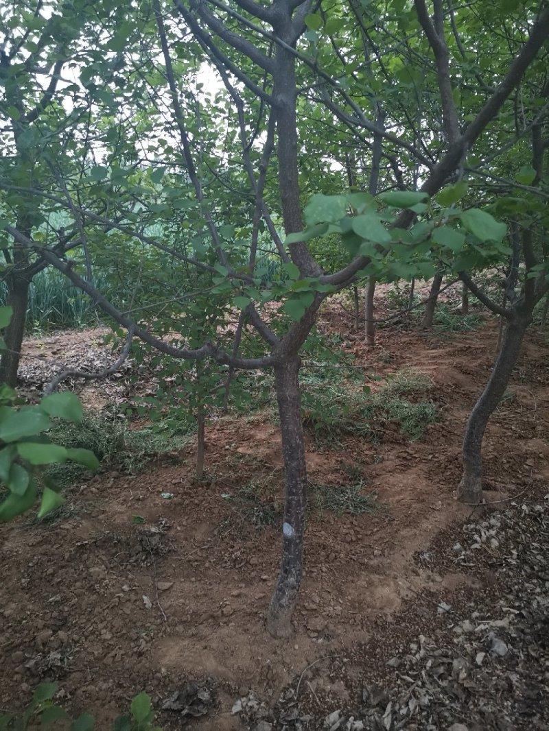 杏树
