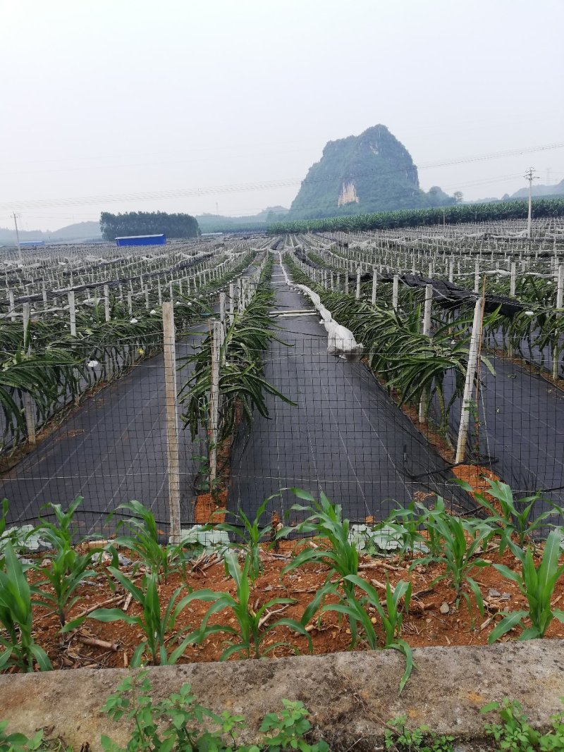 大量的香蕉