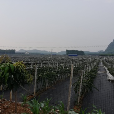 大量的香蕉