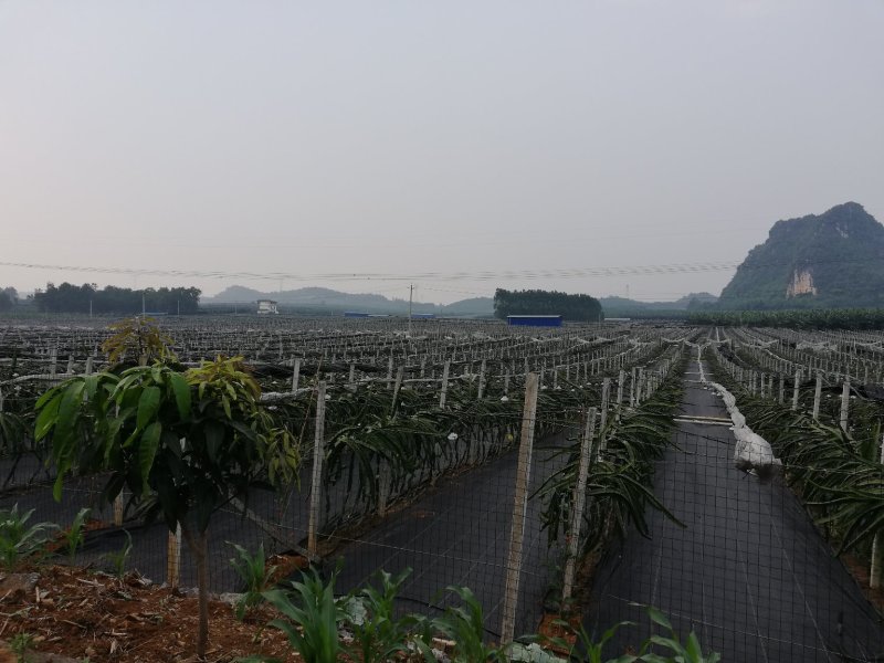 大量的香蕉