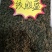 绞股蓝茶绞股兰批发零售