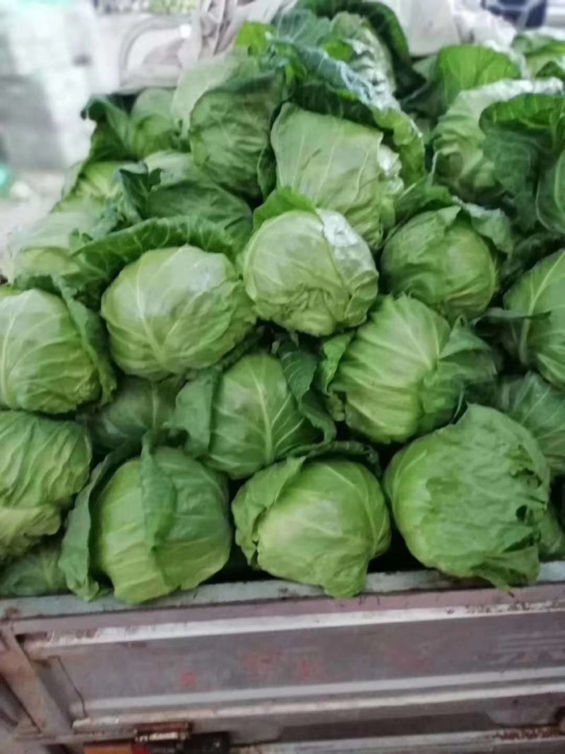 视频看货甘蓝质量保证诚信经营