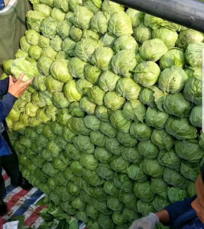 视频看货甘蓝质量保证诚信经营