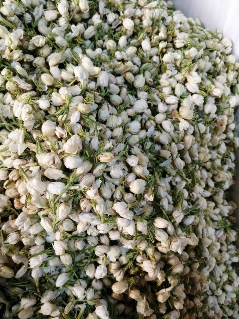 茉莉花茶干花500g