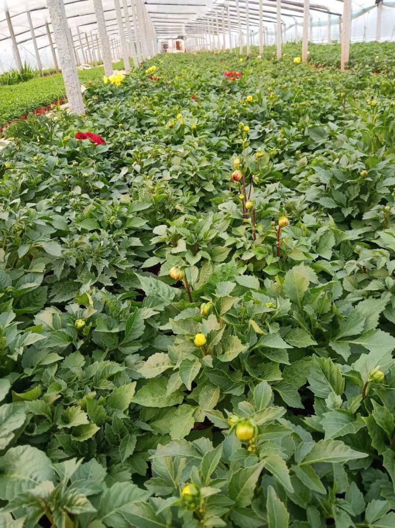 大量现货供应各种节假日租摆用草花，盆花