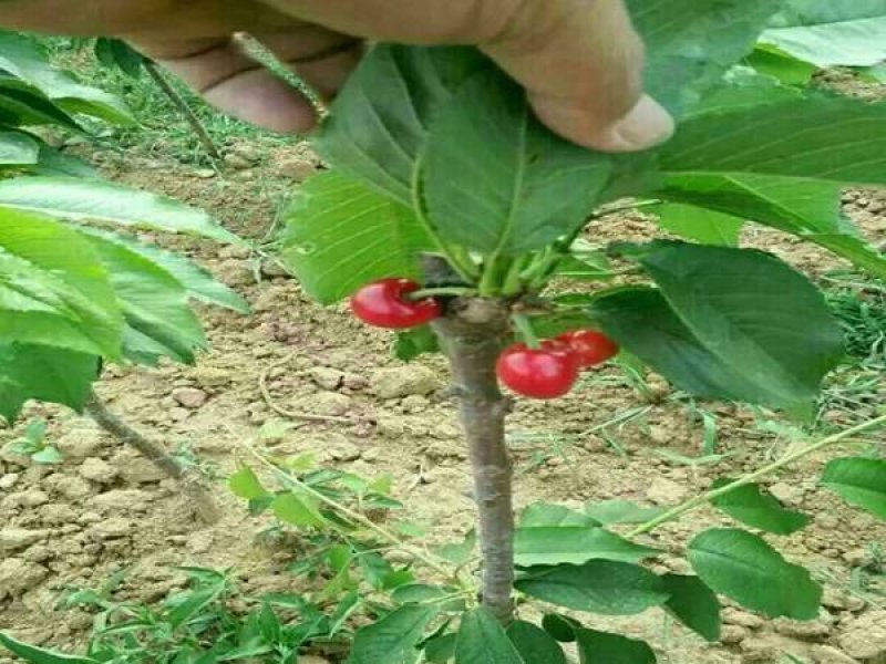 巴西樱桃苗黑玫瑰樱桃苗