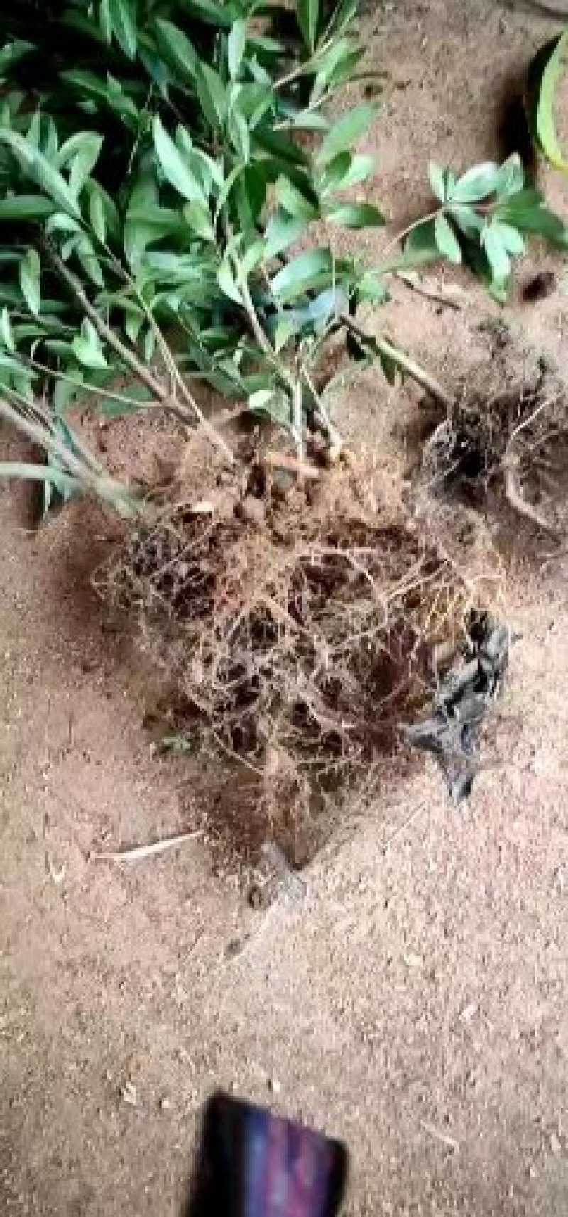 巴西樱桃苗黑玫瑰樱桃苗