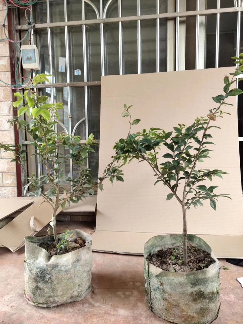 巴西樱桃苗黑玫瑰樱桃苗