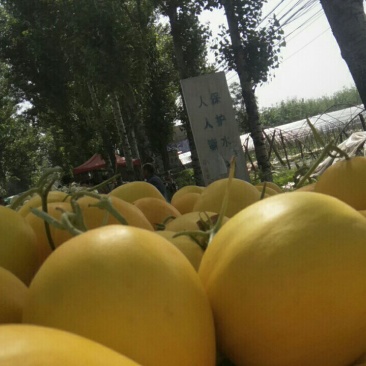 甜瓜