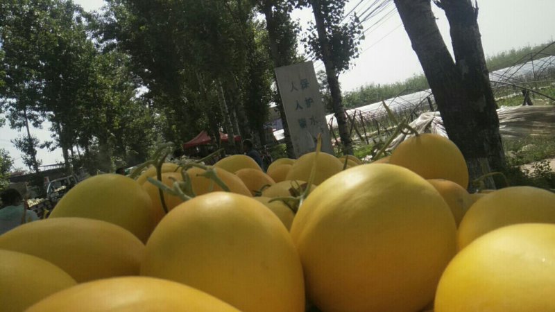 甜瓜