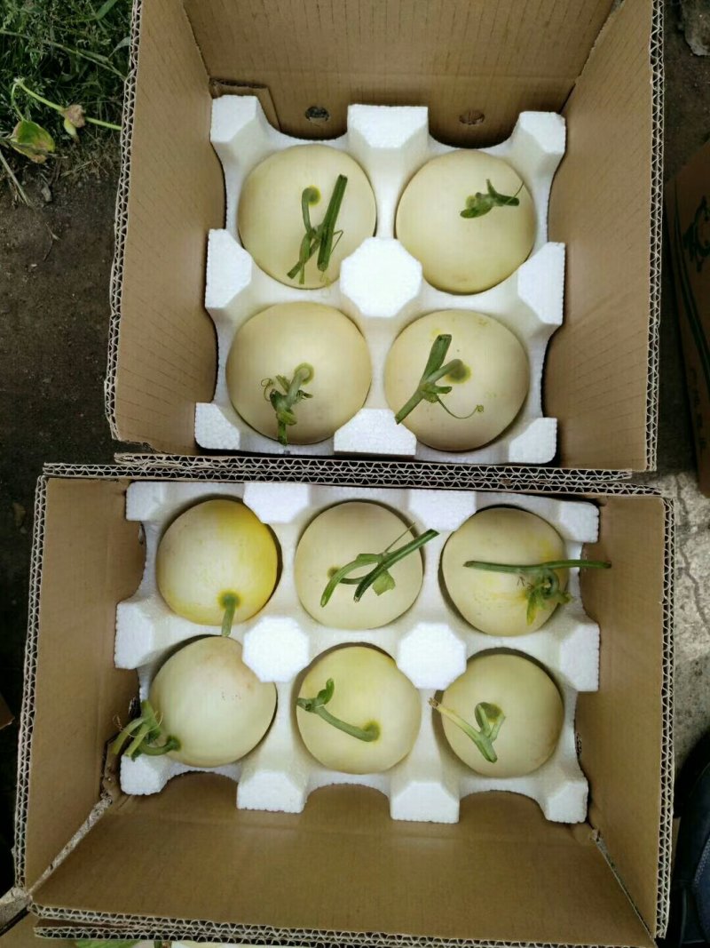 甜瓜