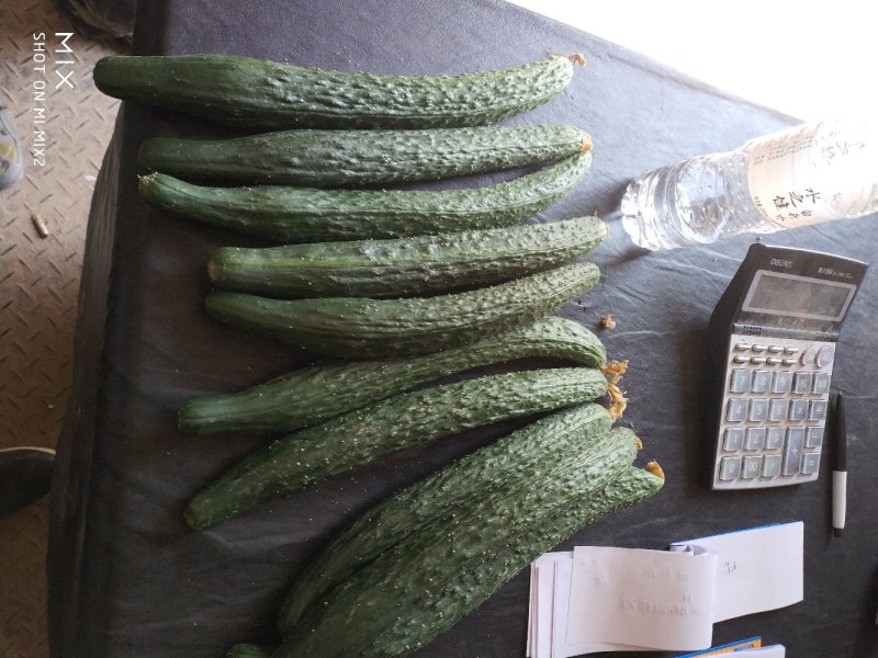 刺黄瓜干花带刺22~25公分