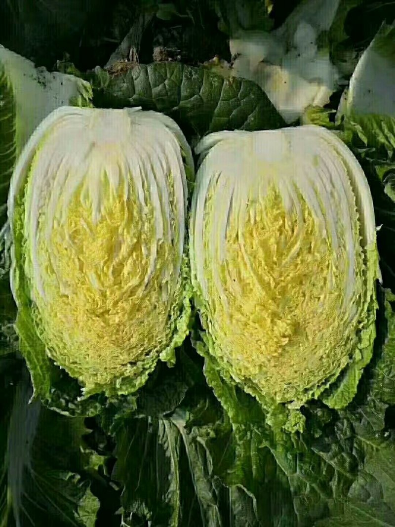 白菜山东黄心白菜货源充足肉质翠绿内心黄色无烧边
