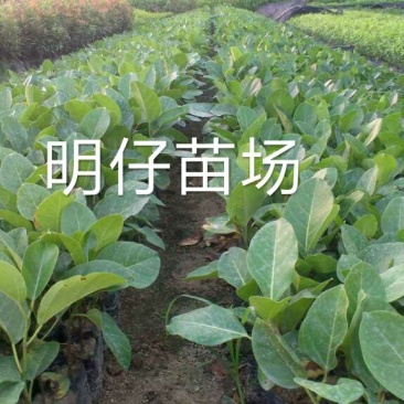 高山榕马榕大叶榕根须植物庭院行道绿化苗木