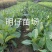 高山榕马榕大叶榕根须植物庭院行道绿化苗木