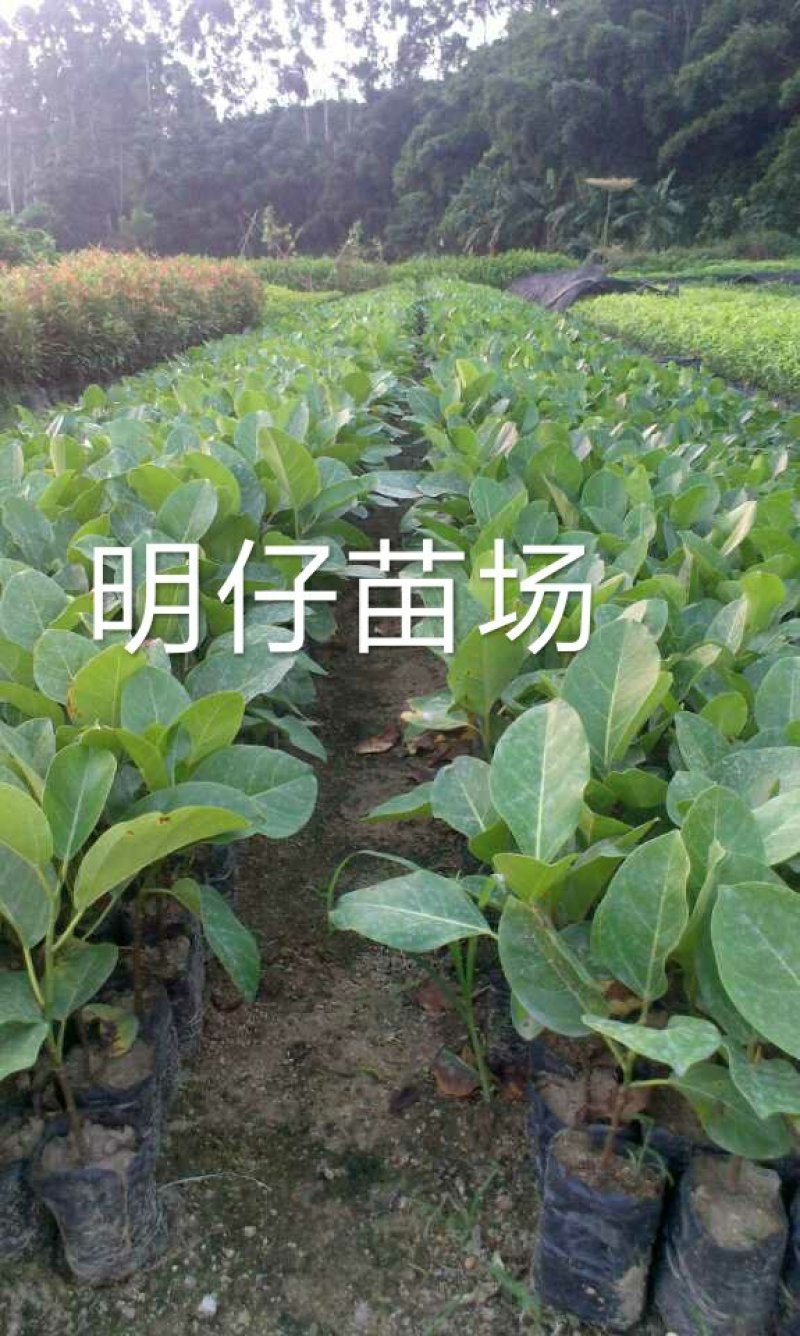 高山榕马榕大叶榕根须植物庭院行道绿化苗木