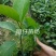 高山榕马榕大叶榕根须植物庭院行道绿化苗木
