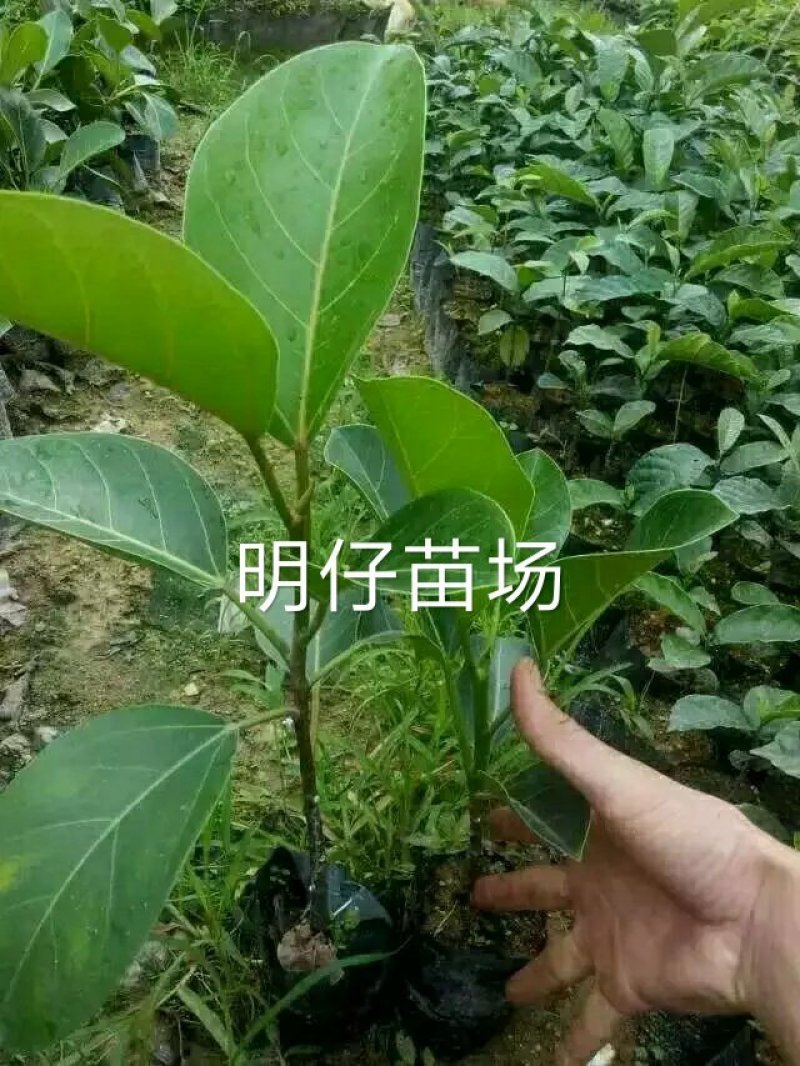 高山榕马榕大叶榕根须植物庭院行道绿化苗木