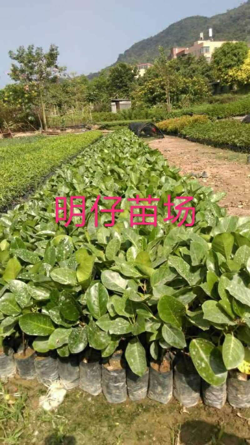 高山榕马榕大叶榕根须植物庭院行道绿化苗木