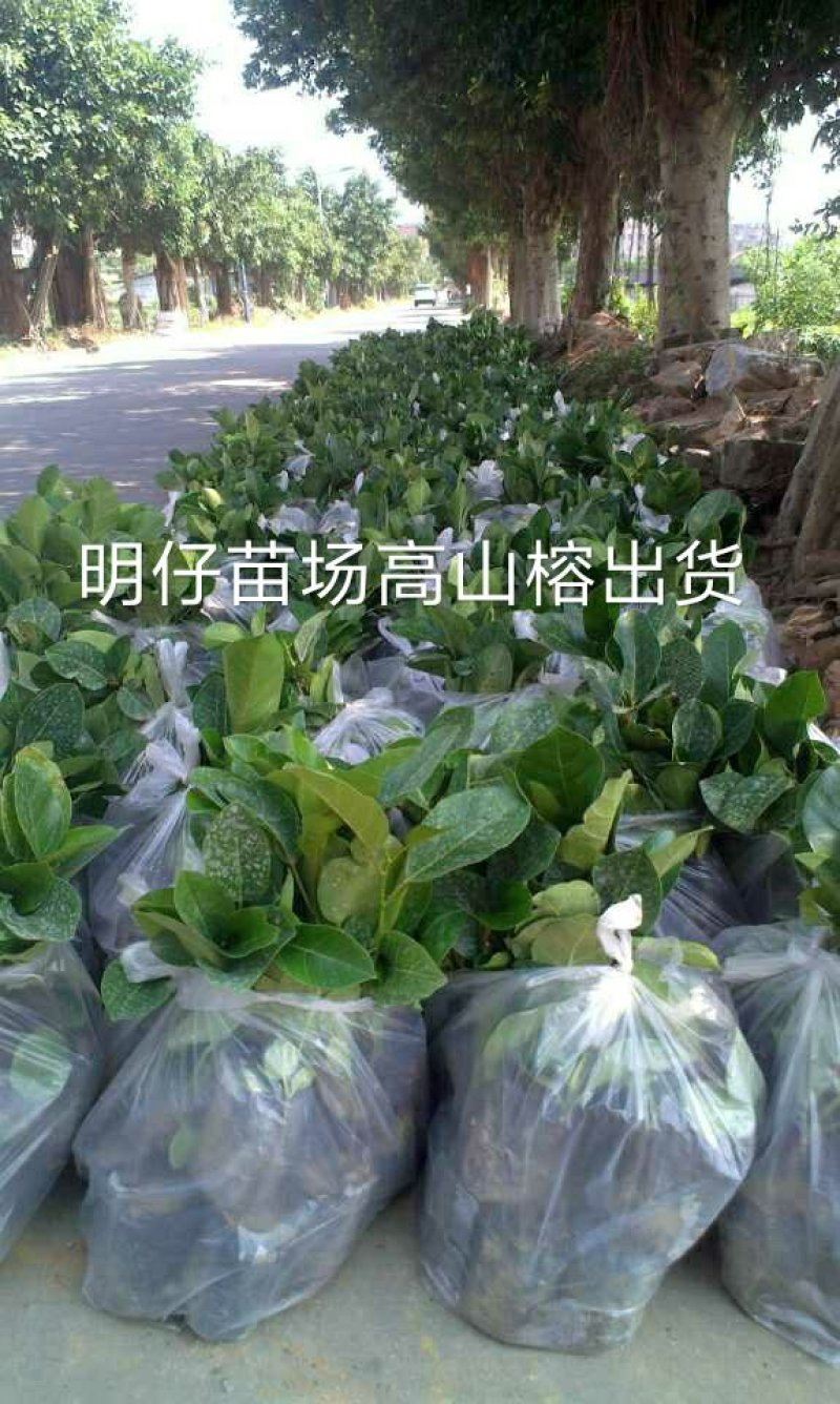 高山榕马榕大叶榕根须植物庭院行道绿化苗木