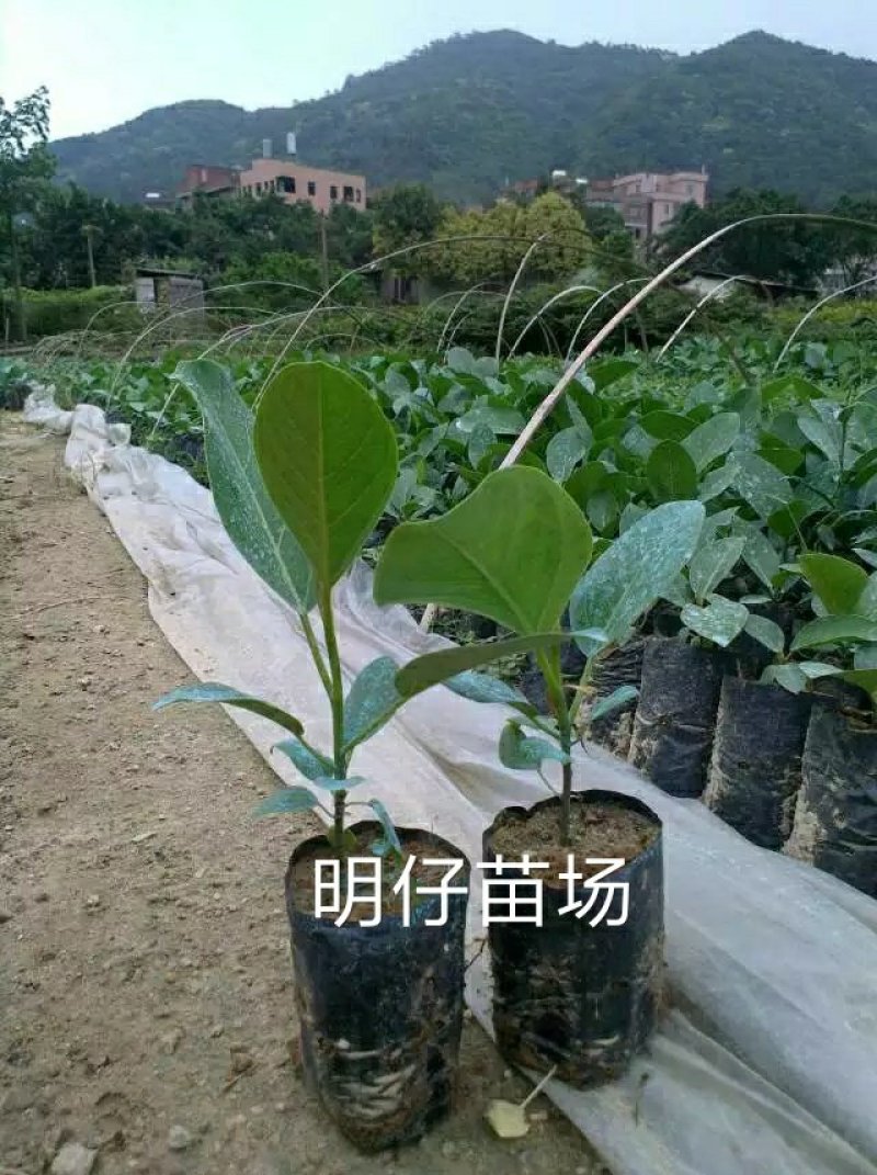 高山榕马榕大叶榕根须植物庭院行道绿化苗木