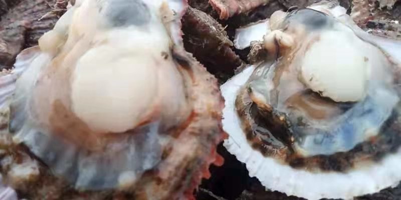 红扇贝