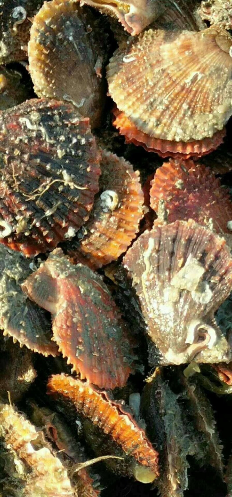 红扇贝