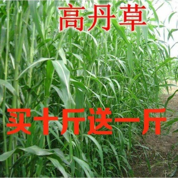 高丹草种子猪牛羊鱼高产牧草亩用量6-8斤包邮