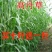 高丹草种子猪牛羊鱼高产牧草亩用量6-8斤包邮