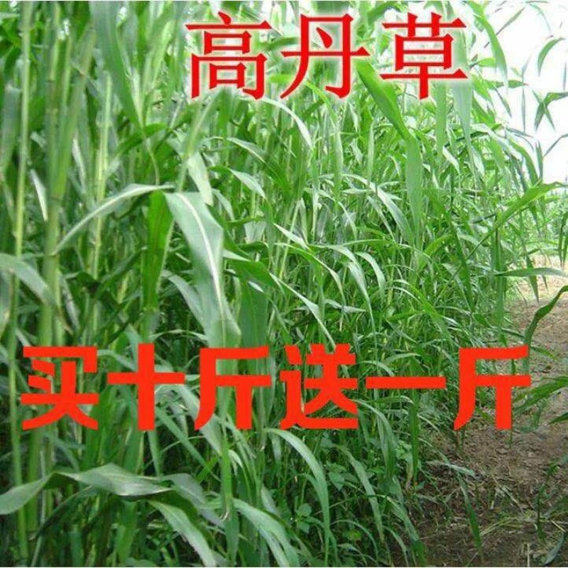 高丹草种子猪牛羊鱼高产牧草亩用量6-8斤包邮