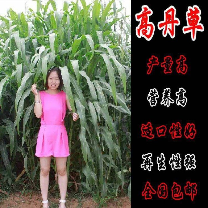 高丹草种子猪牛羊鱼高产牧草亩用量6-8斤包邮