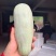 精品钞钥六一博洋系列高端香瓜，甜度大，糖分高。