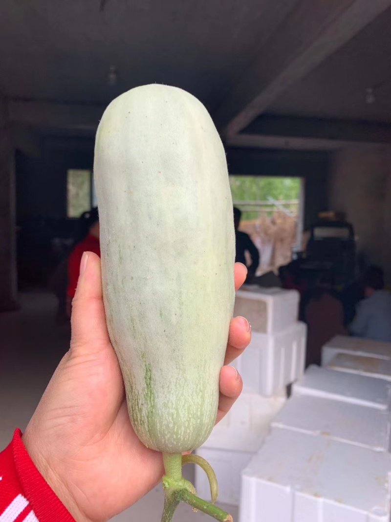 精品钞钥六一博洋系列高端香瓜，甜度大，糖分高。