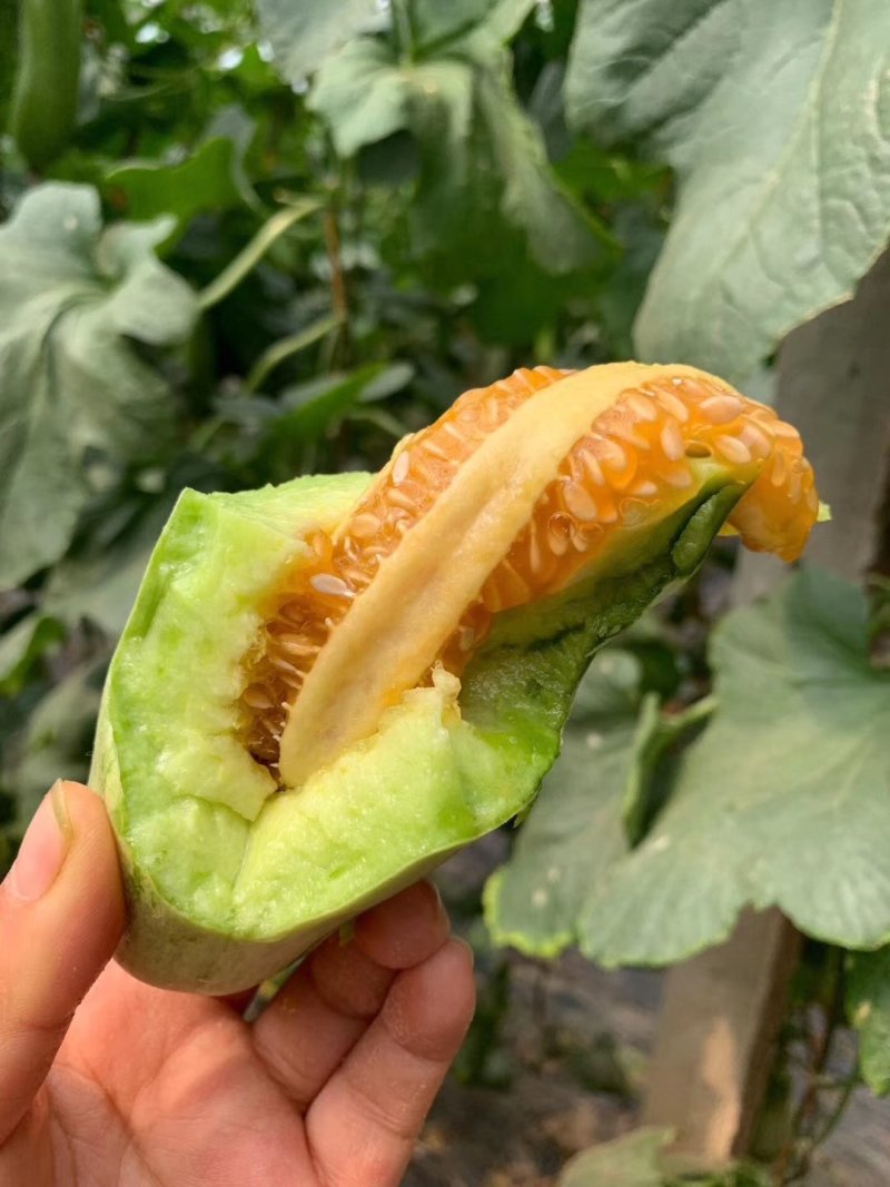 精品钞钥六一博洋系列高端香瓜，甜度大，糖分高。
