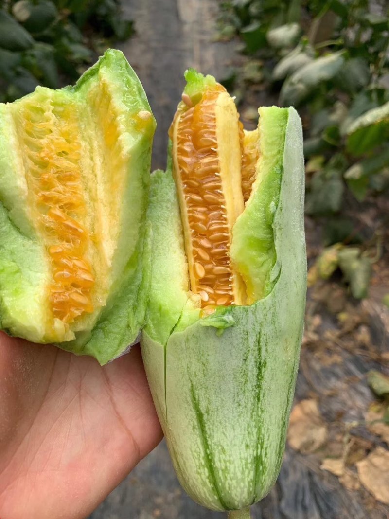 精品钞钥六一博洋系列高端香瓜，甜度大，糖分高。