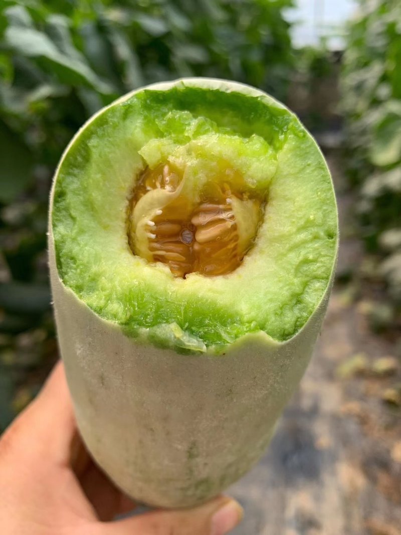 精品钞钥六一博洋系列高端香瓜，甜度大，糖分高。