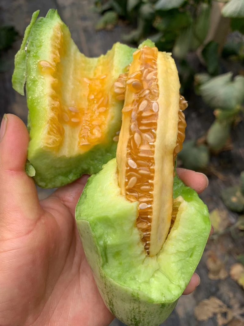 精品钞钥六一博洋系列高端香瓜，甜度大，糖分高。