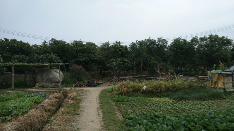 恩平青蛙养殖场低价转让，想投资这方面的老板，随时可以看场